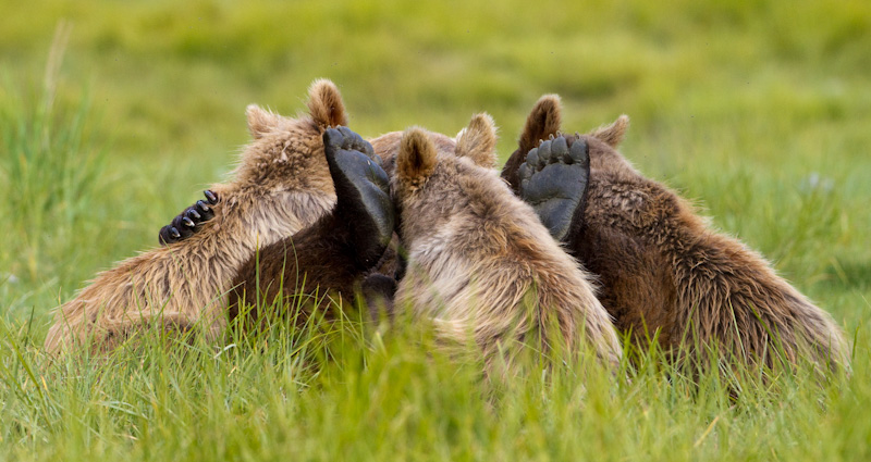 Grizzly Bear Sow Nursing Cubs